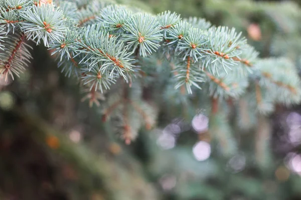 Background from green Fir tree branch. Fluffy young branch Fir tree with raindrops — Stock Photo, Image