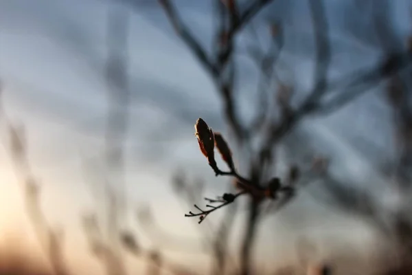 Pobočka na jaře sunset — Stock fotografie