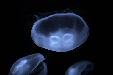 Mavi deniz anası su altında yüzmek