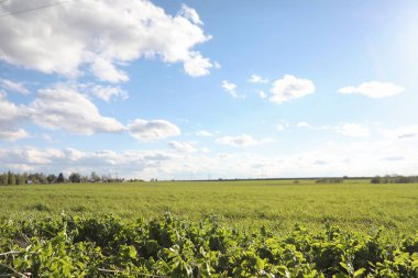 Yatay yaz mevsimindeyiz. Yeşil ağaç ve otların arasında kırsal arazi