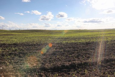 Yatay yaz mevsimindeyiz. Yeşil ağaç ve otların arasında kırsal arazi