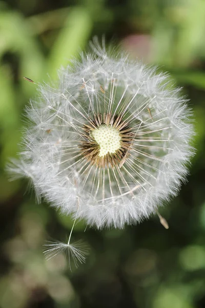 Naturaleza de primavera. Hojas y arbustos con las primeras hojas verdes en — Foto de Stock