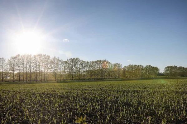 El paisaje es verano. Árboles verdes y hierba en una tierra rural — Foto de Stock