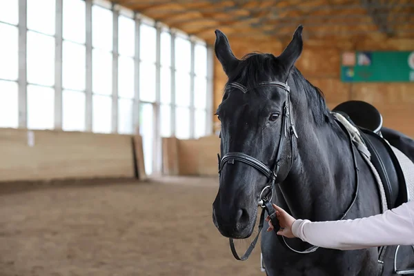 Mensen op een paard trainen in een houten arena — Stockfoto