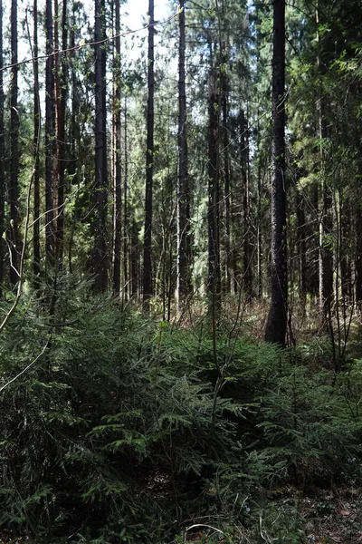 Pine forest. Depths of a forest. Journey through forest paths. T — Stock Photo, Image