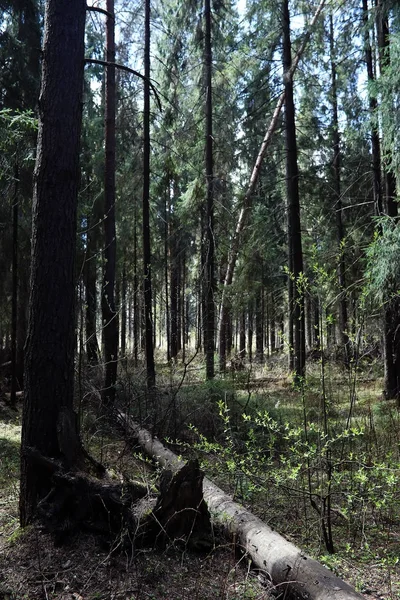 Hutan cemara. Kedalaman hutan. Perjalanan melalui jalur hutan. T — Stok Foto