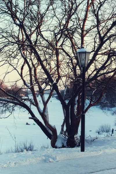 Inverno strada albero di luce — Foto Stock