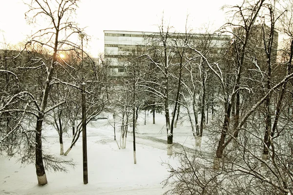 Місто зимова алея дерево — стокове фото