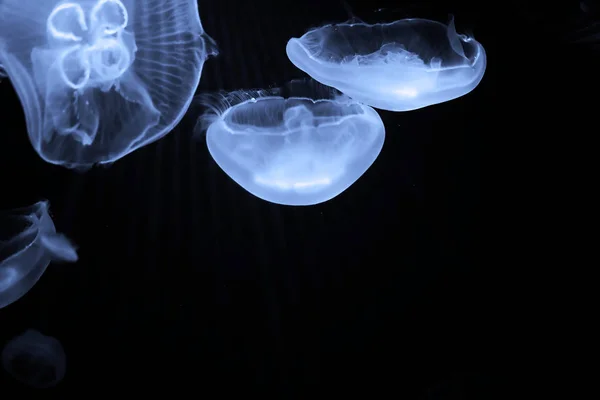 蓝色水母在水下游泳 — 图库照片