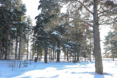 Kış ormanı karla kaplı