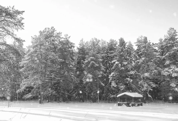 Monochromatyczne, drewniana altana w lesie w zimie słoneczny dzień — Zdjęcie stockowe