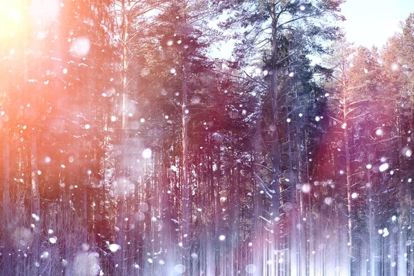 Zima Las w słoneczny dzień. Krajobraz w lesie na snowy — Zdjęcie stockowe