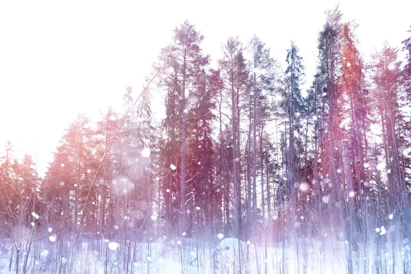 Winter forest on a sunny day. Landscape in the forest on a snowy — Stock Photo, Image