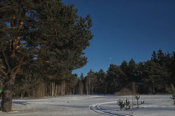 Zimní les pokrytý sněhem — Stock fotografie