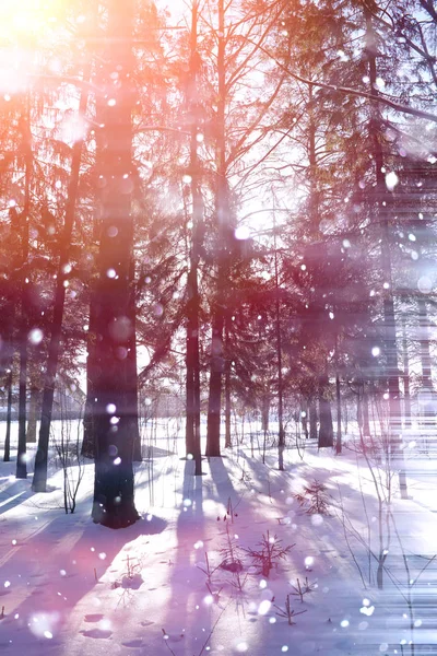 화창한 날에 겨울 숲입니다. 한 눈에 숲에서 프리 — 스톡 사진