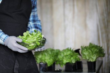 erkekte önlük ve eldiven tutar bir tabak taze yeşil salatası
