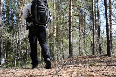 Bir turist bir çam ormanı ile bir sırt çantası içinde bir adamdır. A tr hiking