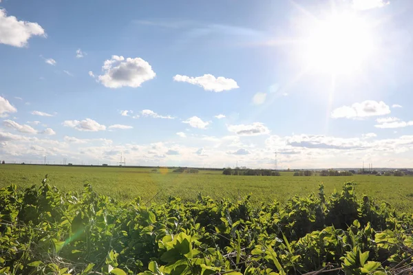 El paisaje es verano. Árboles verdes y hierba en una tierra rural — Foto de Stock