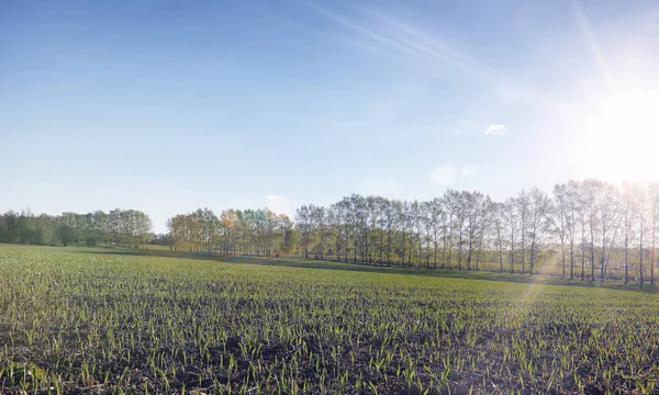 Yatay yaz mevsimindeyiz. Yeşil ağaç ve otların arasında kırsal arazi