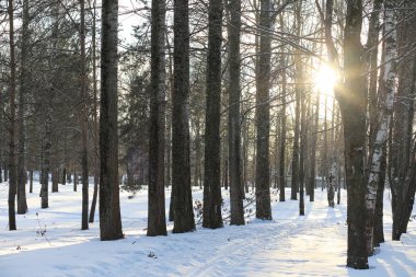 Kış manzara kar expanses kaplı. Kışın bir parkta