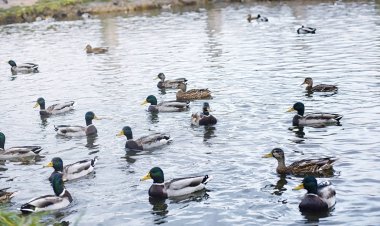 Su birikintisi kuşlarda. Bir sürü ördek ve güvercin su. Mi