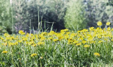 Yatay yaz mevsimindeyiz. Yeşil ağaç ve otların arasında kırsal arazi