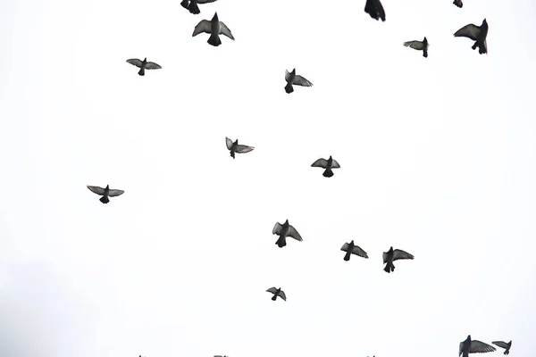Um bando de pombos voa pelo céu. Aves voam contra o s — Fotografia de Stock