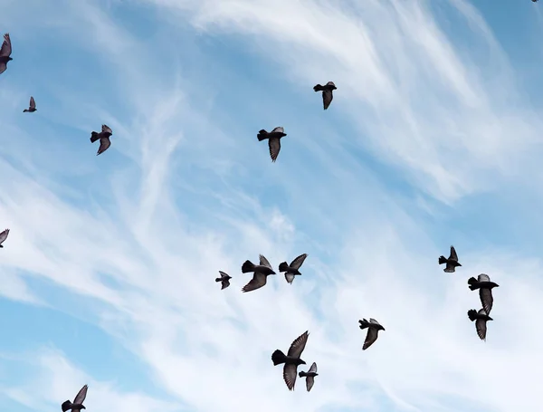 Ein Schwarm Tauben fliegt über den Himmel. Vögel fliegen gegen die s — Stockfoto