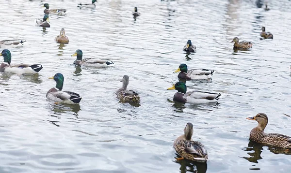 Vögel auf dem Teich. ein Schwarm Enten und Tauben am Wasser. mi — Stockfoto