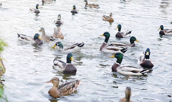 Birds on the pond. A flock of ducks and pigeons by the water. Mi