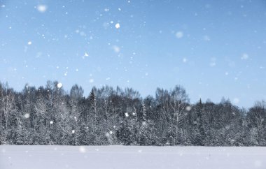 sihirli çam ormanı içinde kar kış sezonu
