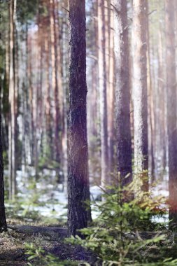 Çam ormanı içinde kar altında baharın başlangıcı. Orman BM