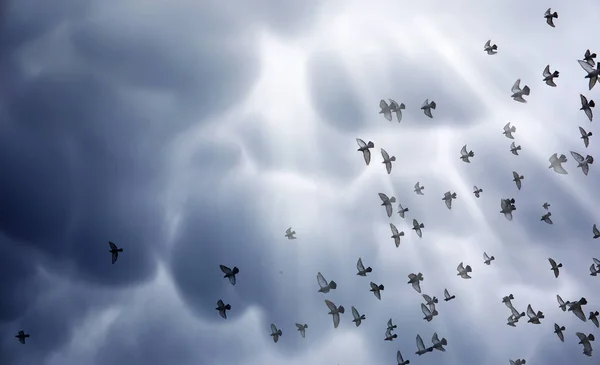 Regenwolken am Himmel und ein Schwarm Tauben. der religiöse Betrug — Stockfoto