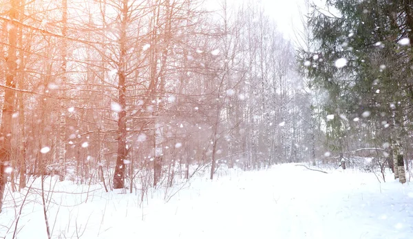 Inverno paisagem neve coberto extensões. Um parque no inverno em — Fotografia de Stock