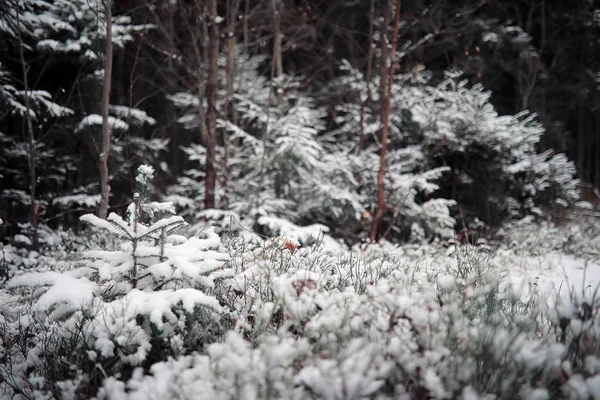 Kış orman. Güneşli bir kış orman manzara. Kar-c — Stok fotoğraf