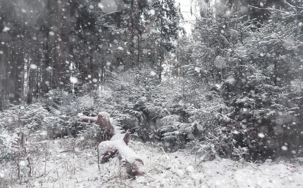 Winter forest. Landscape of winter forest on a sunny day. Snow-c