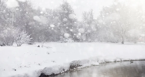 Parco invernale innevato e panchine. Parco e molo per l'alimentazione — Foto Stock