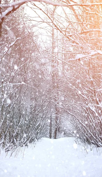 Téli táj hóval borított kiterjedésű. A park, a téli — Stock Fotó