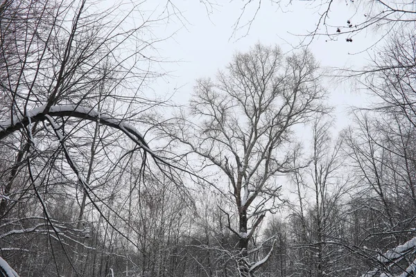 冬季景观积雪覆盖大片。一个公园在冬天在 — 图库照片