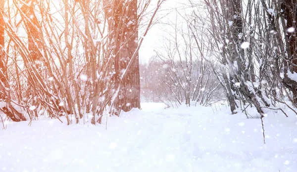 雪の風景には、広がりが覆われています。冬の公園 — ストック写真