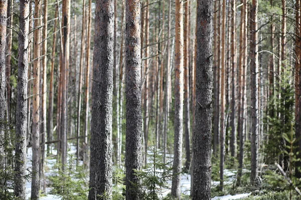 Pine forest in the beginning of spring under the snow. Forest un — Stock Photo, Image