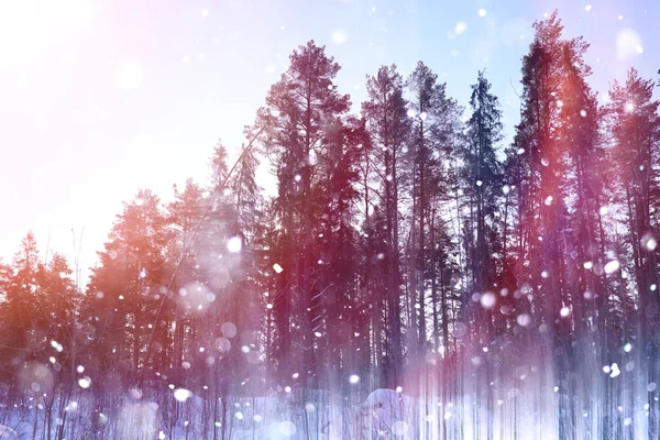 Winter forest on a sunny day. Landscape in the forest on a snowy — Stock Photo, Image