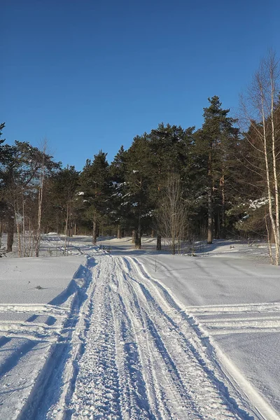 Bosque de invierno cubierto de nieve — Foto de Stock