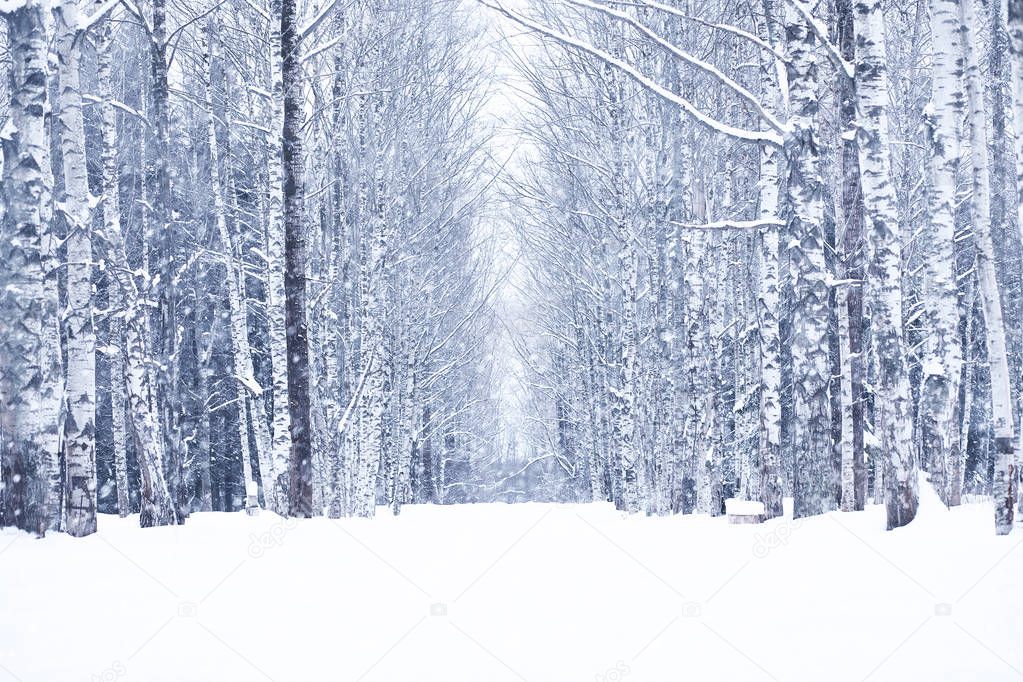 Winter snowy day in a beautiful forest