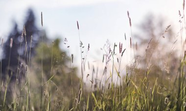 Yatay yaz mevsimindeyiz. Yeşil ağaç ve otların arasında kırsal arazi
