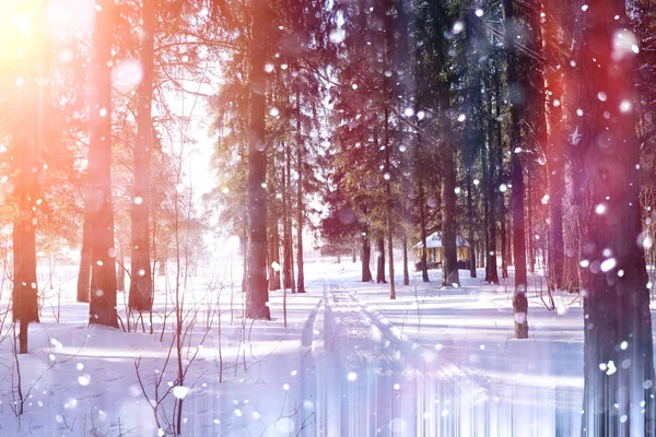 Bosque de invierno en un día soleado. Paisaje en el bosque sobre una nieve — Foto de Stock
