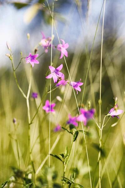 Landschap is zomer. Groene bomen en gras in een land van het platteland — Stockfoto