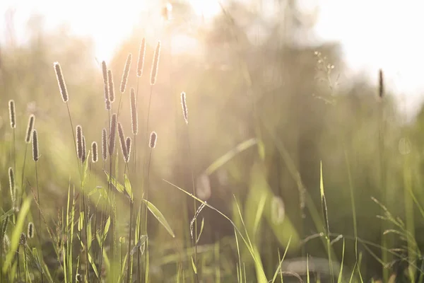 Landschaft ist Sommer. grüne Bäume und Gras in einem ländlichen Land — Stockfoto