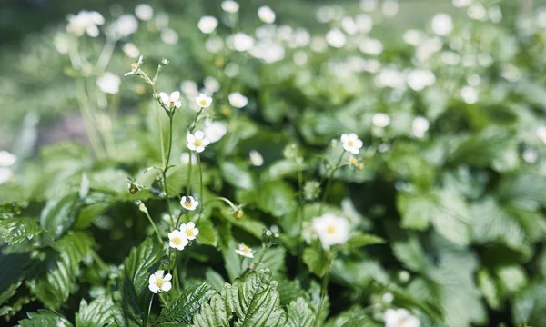 Yatay yaz mevsimindeyiz. Yeşil ağaç ve otların arasında kırsal arazi
