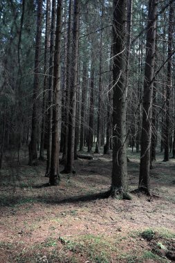 Çam ormanı. Bir ormanın derinliklerinde. Orman yolları ile yolculuk. T